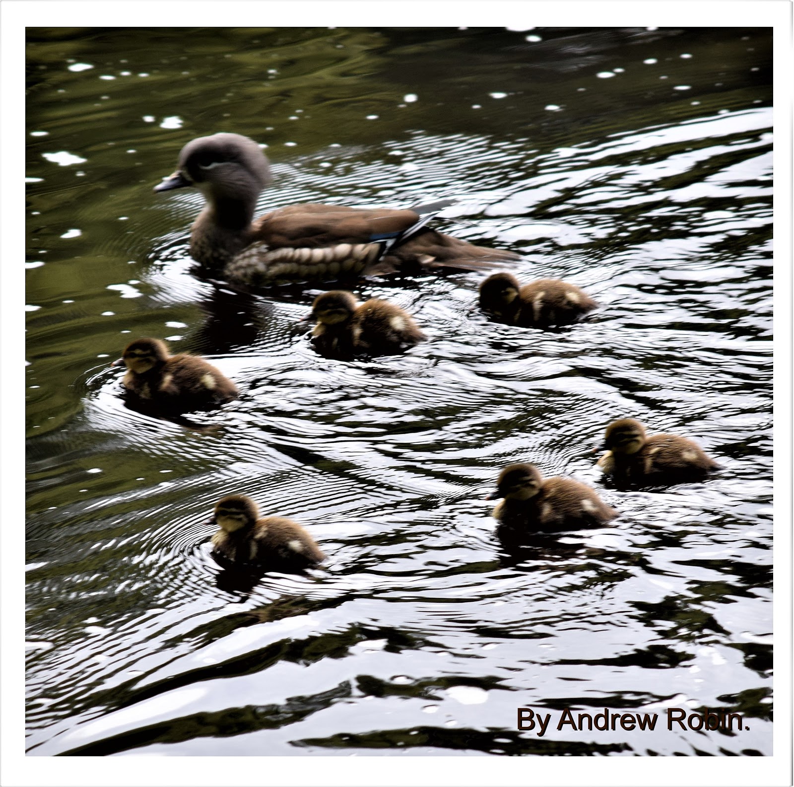 Andrew Robin photography. Female Mandarin.