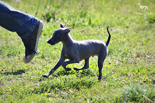 Italian Greyhound Sighthound puppies for sale