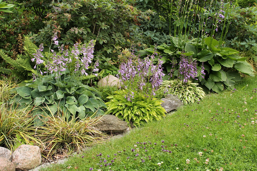 Mein Garten lebt Blütenrausch im Juli