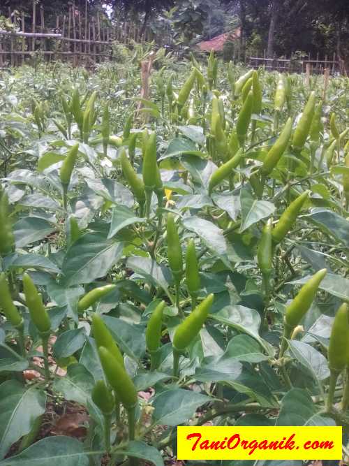 Hanya Populasi 500 Pohon Cabai Saja, Sampai Capek Metik (Bapak Iwan, Purwakarta, 2016)