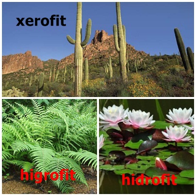 Pengertian hidrofit  xerofit  higrofit halofit dan mesofit