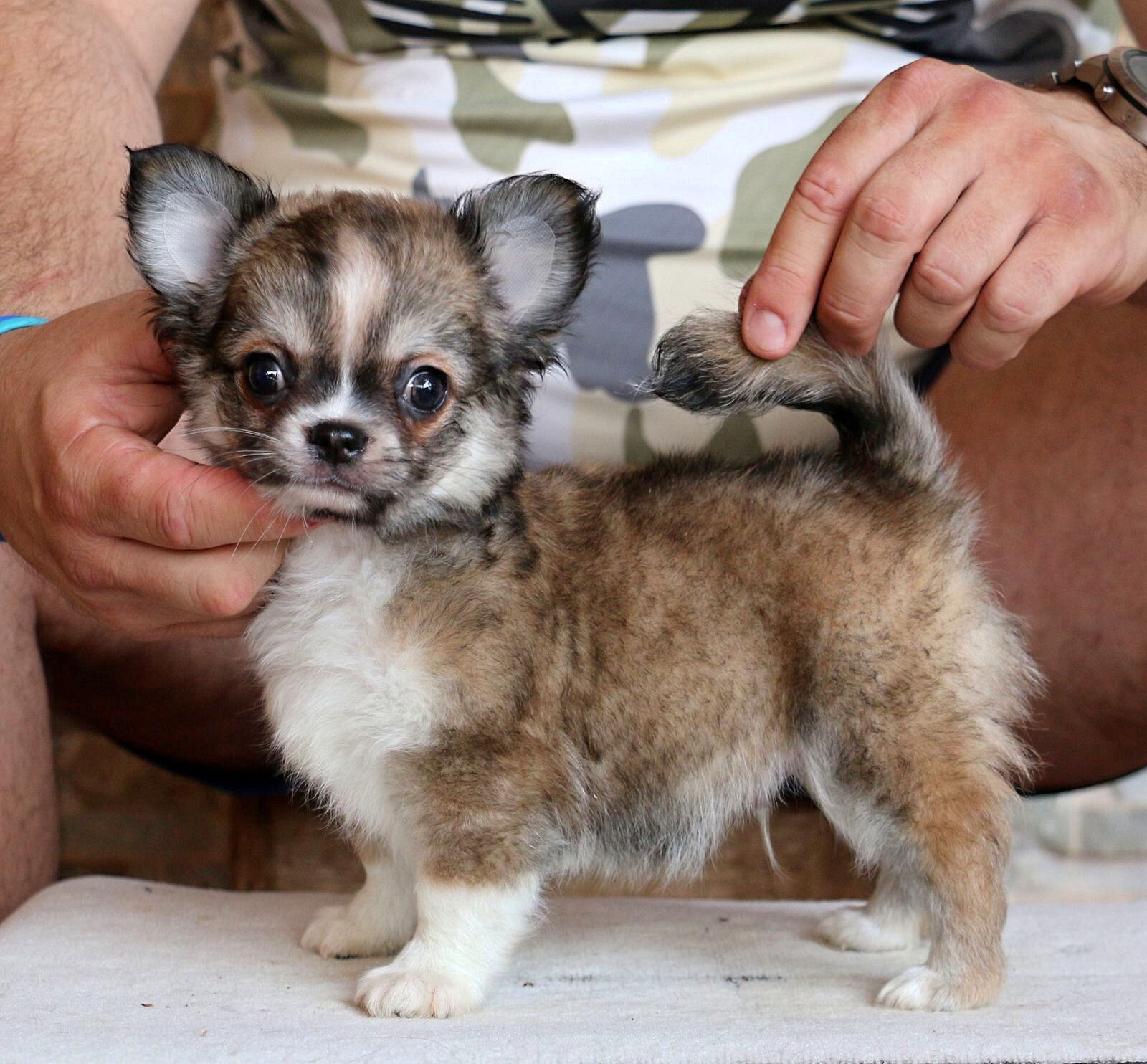 Torre del Pilar Chihuahuas En Venta Cachorro Macho de Pelo Largo (PET) Torre del Pilar Chihuahuas En Venta Cachorro Macho de Pelo Largo (PET)