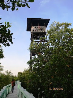 Wisata Favorit Hutan Mangrove Kota Langsa