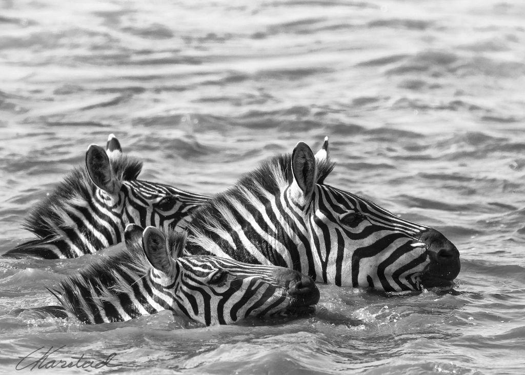 Elsen Karstad's 'PicADay Kenya' Swimming Zebra, Mara River Kenya