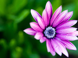 Visit Stunning St. Vincent And The Grenadines