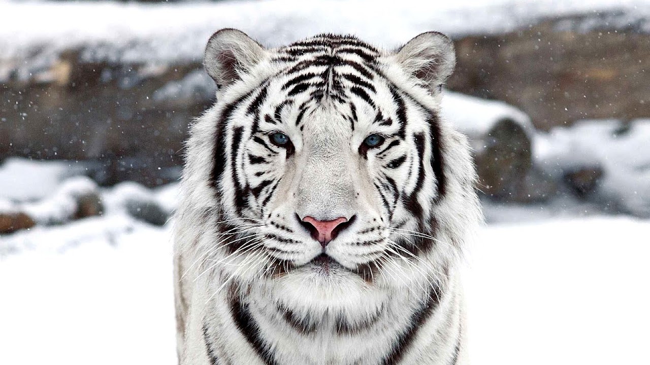 Endangered Species White Tiger Danger Choices