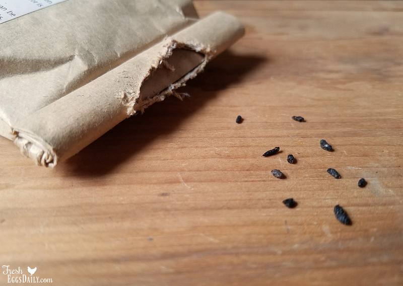 Field Mouse Droppings