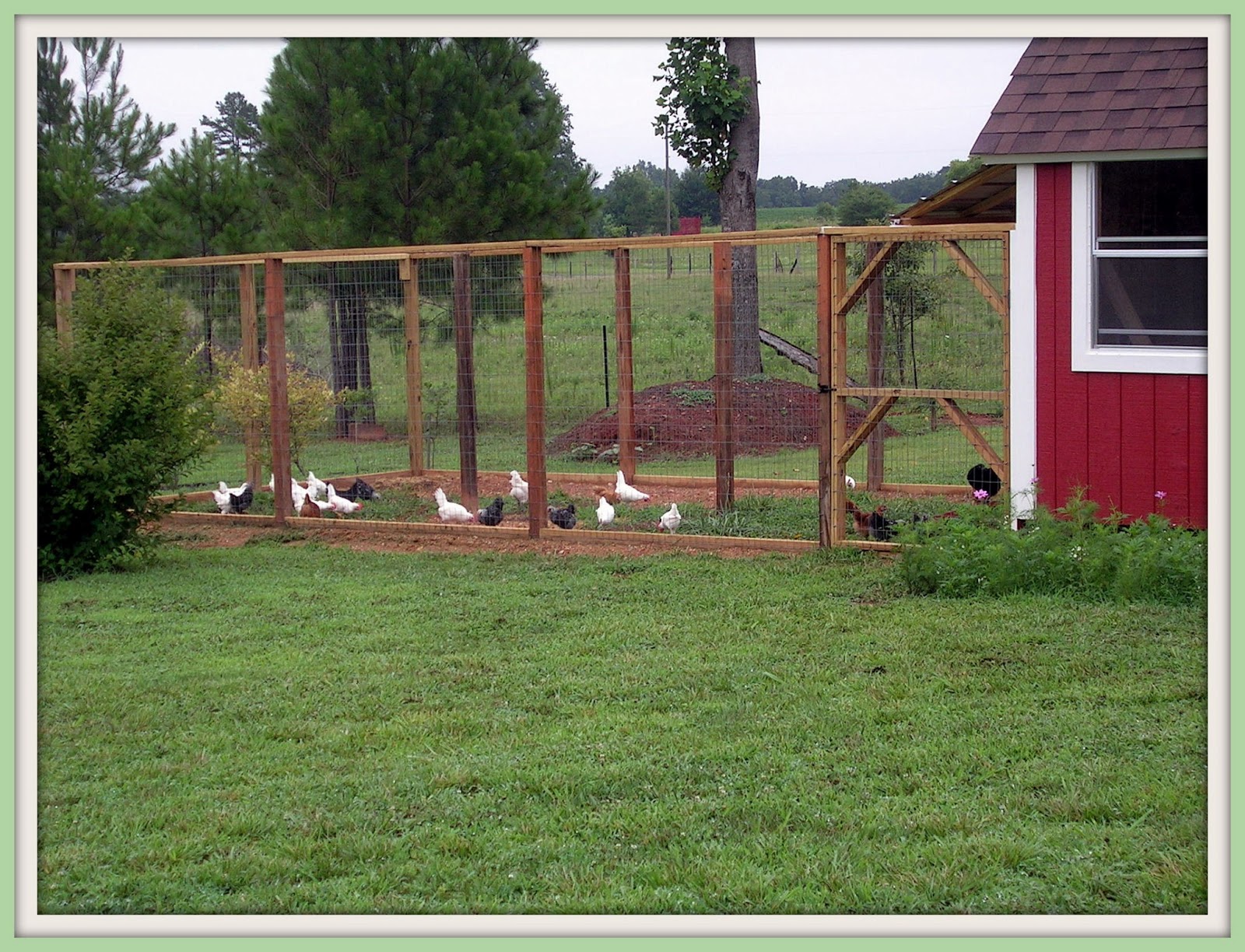 Wit's End Farm The Chickens Love Their Yard!