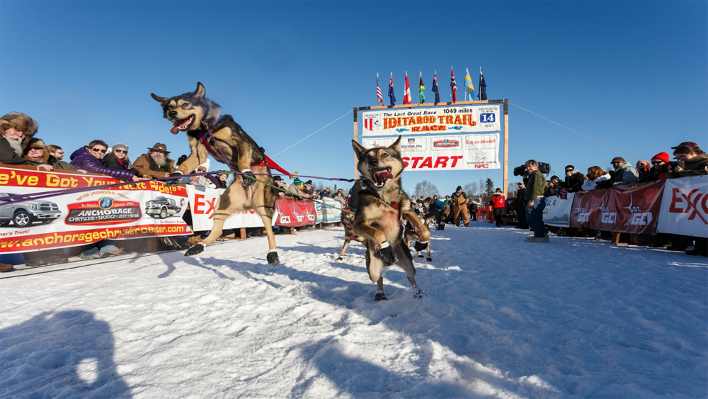 The Joys of Dog Sledding & Dry Mushing Australian Dog Lover