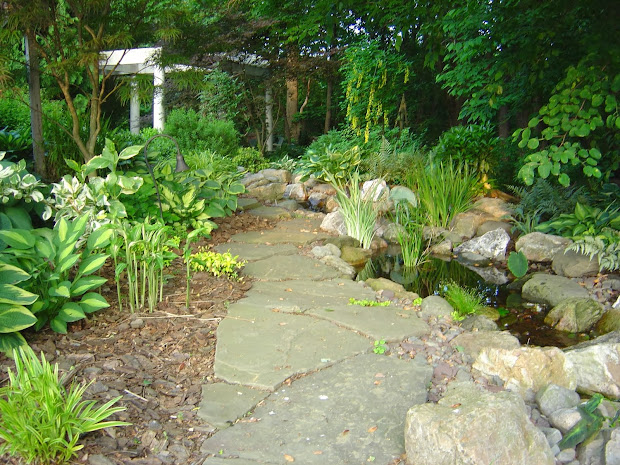 evergreens dry shade garden