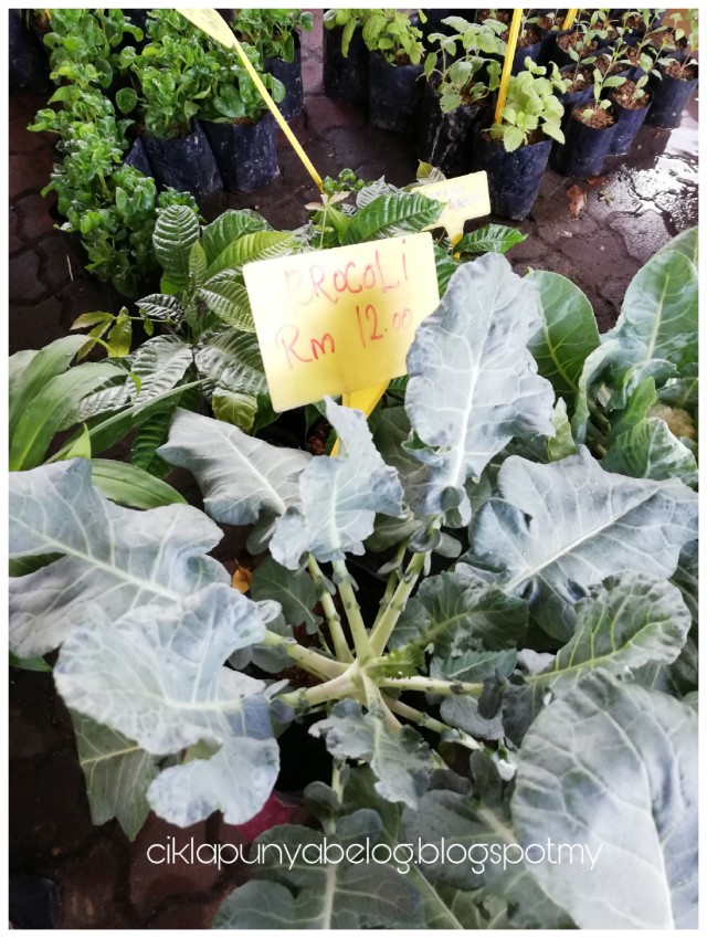 Jalan-jalan di SELANGOR AGROFEST 2018. Jalan-jalan di SELANGOR AGROFEST 2018.