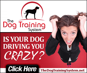 Dog Training Club