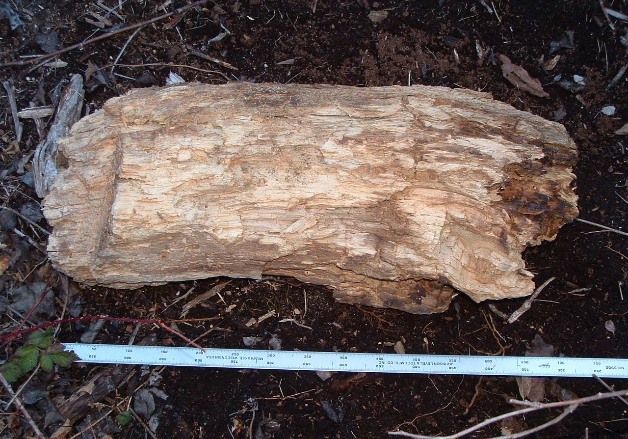 A Woodsrunner's Diary More on Punk Wood.