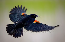 blackbird winged blackbirds male bird tattoo wing flight flying redwinged display tattoos song young performing craft