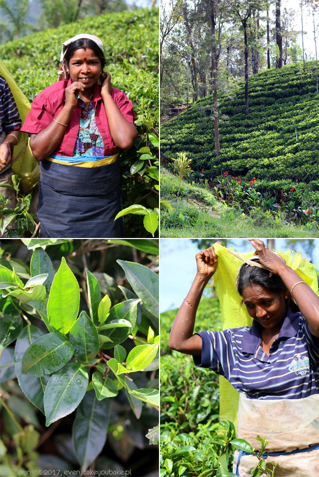 herbata cejlońska z herbacianych plantacji na Sri Lance