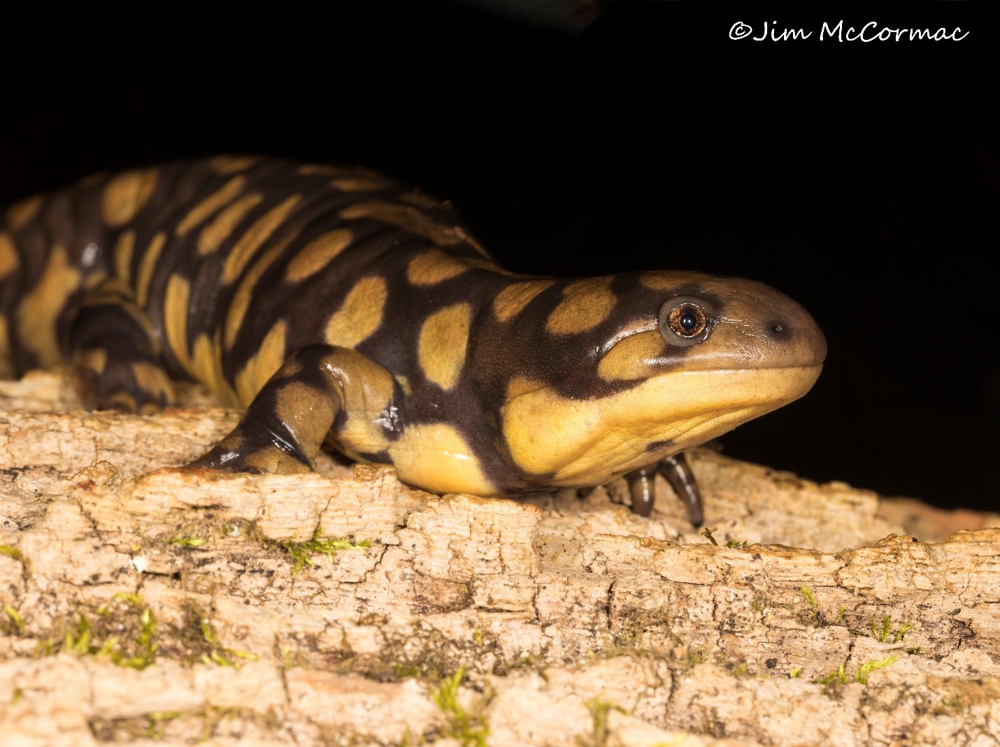 Ohio Birds and Biodiversity: Salamanders begin to run