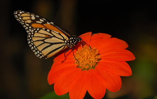 Monarch on flower photo by Jim Occi, BugPics, Bugwood.org
