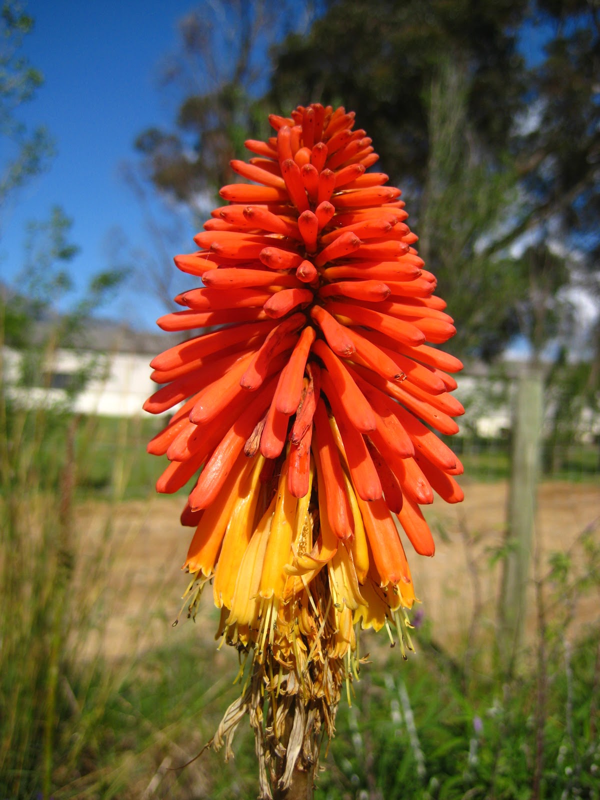 Catherine South South African Summer Flowers