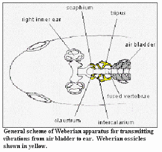 Contribución: peces gato antiguos América