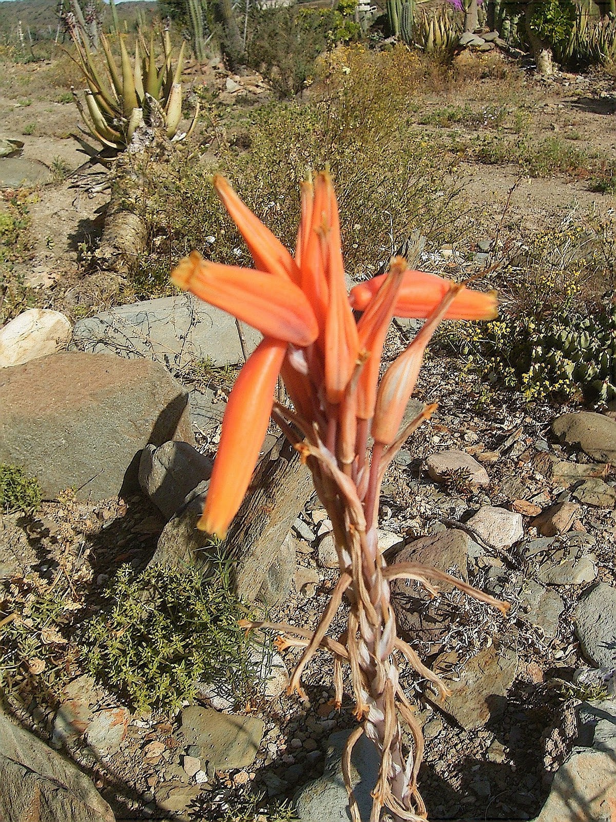 Aloe humilis flower