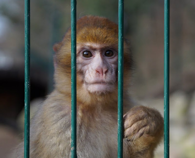 Frühling im Tierpark Gettorf (+ Verlosung). Der Nachwuchs der Berberaffen tobt gern in dem neuen Gehege des Tierparks.