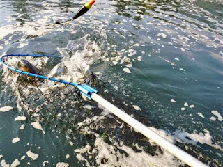 rogue-river-salmon-in-the-net
