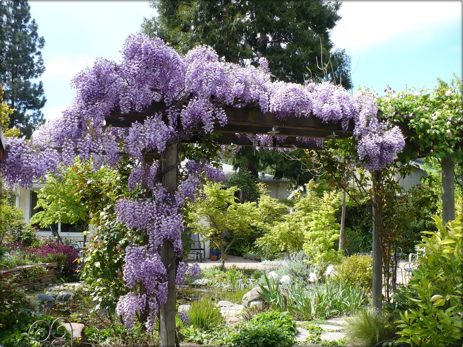 How to Grow and Care for Wisteria Wonderful Flowers