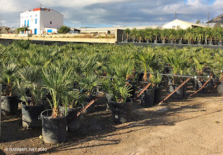  palmeras chamaerops-humillis-50L-barnaplant