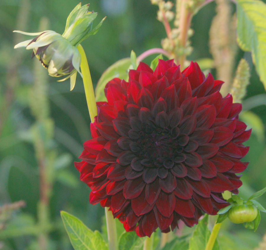 Travels with a Muse Portland and Sauvie Island