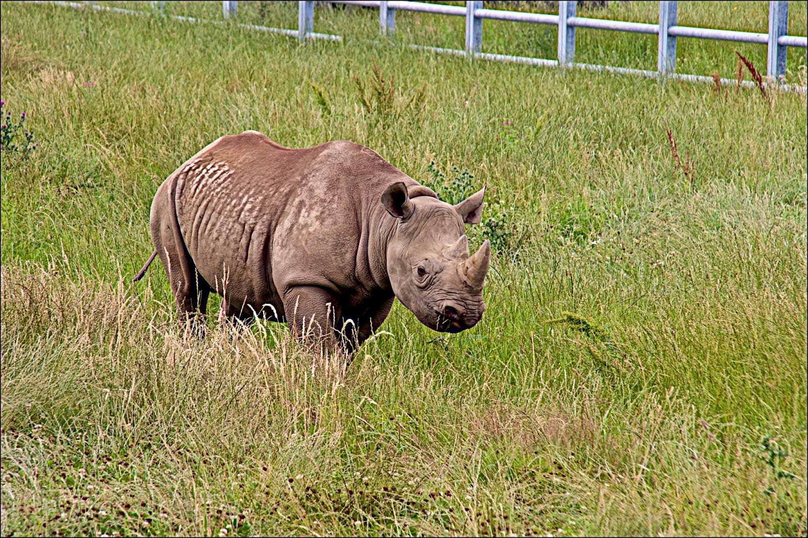 Brian's Blog Yorkshire Wildlife Park Doncaster July 2017 Part one