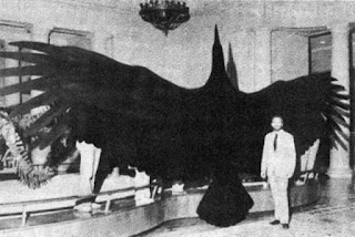 Argentavis Magnificem Argentavis Magnificem największy ptak latający na ziemi