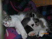 Augusta con i suoi cuccioli prima di ammalarsi (augusta cuccioli)