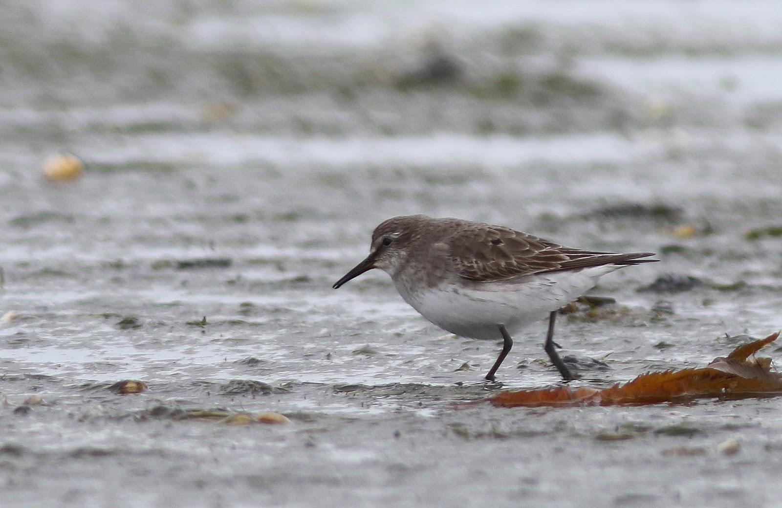 white rumped sandpiper white rumped sandpiper