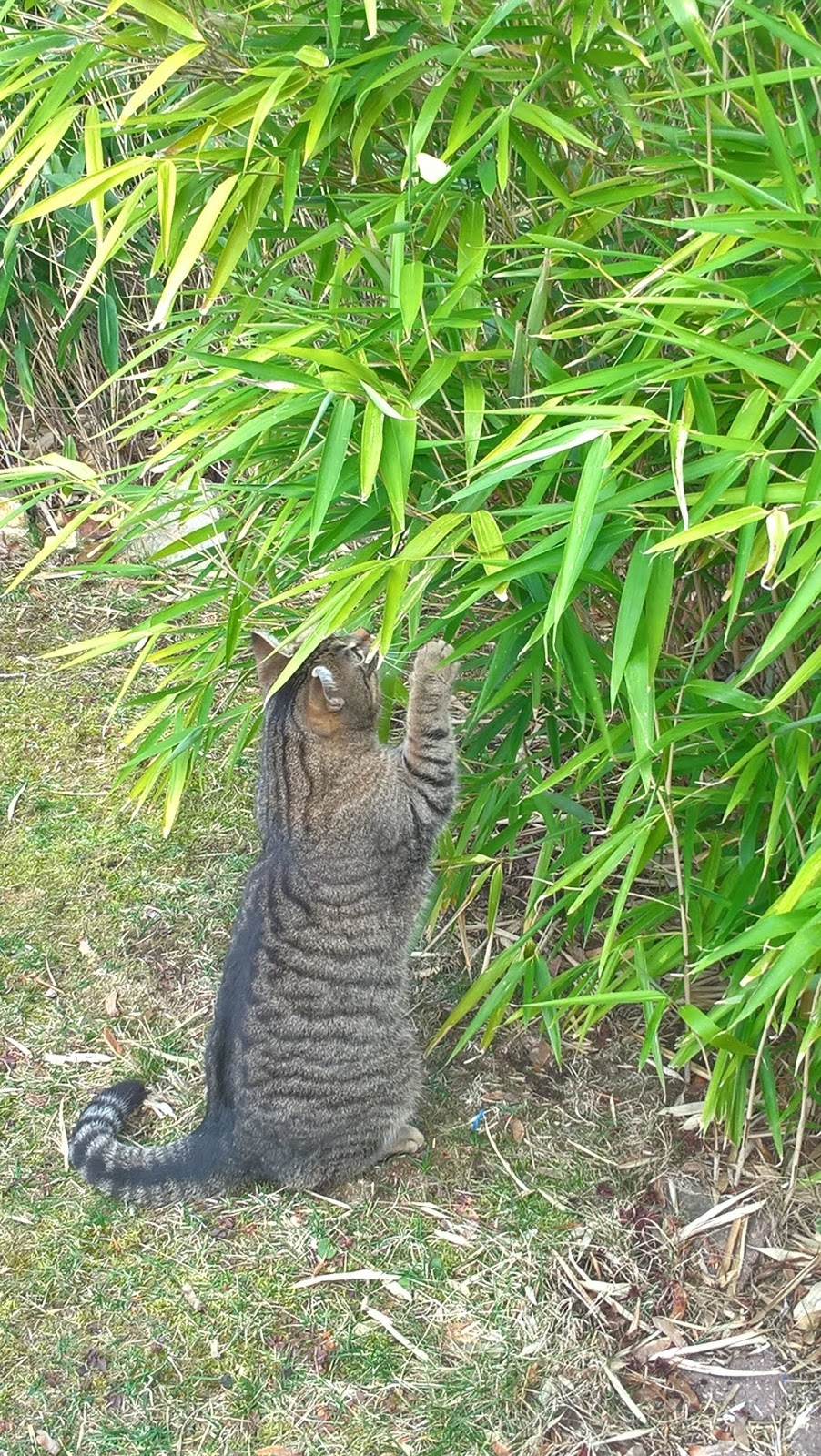 Der Zitronenfalter Als Fruhlingsbote