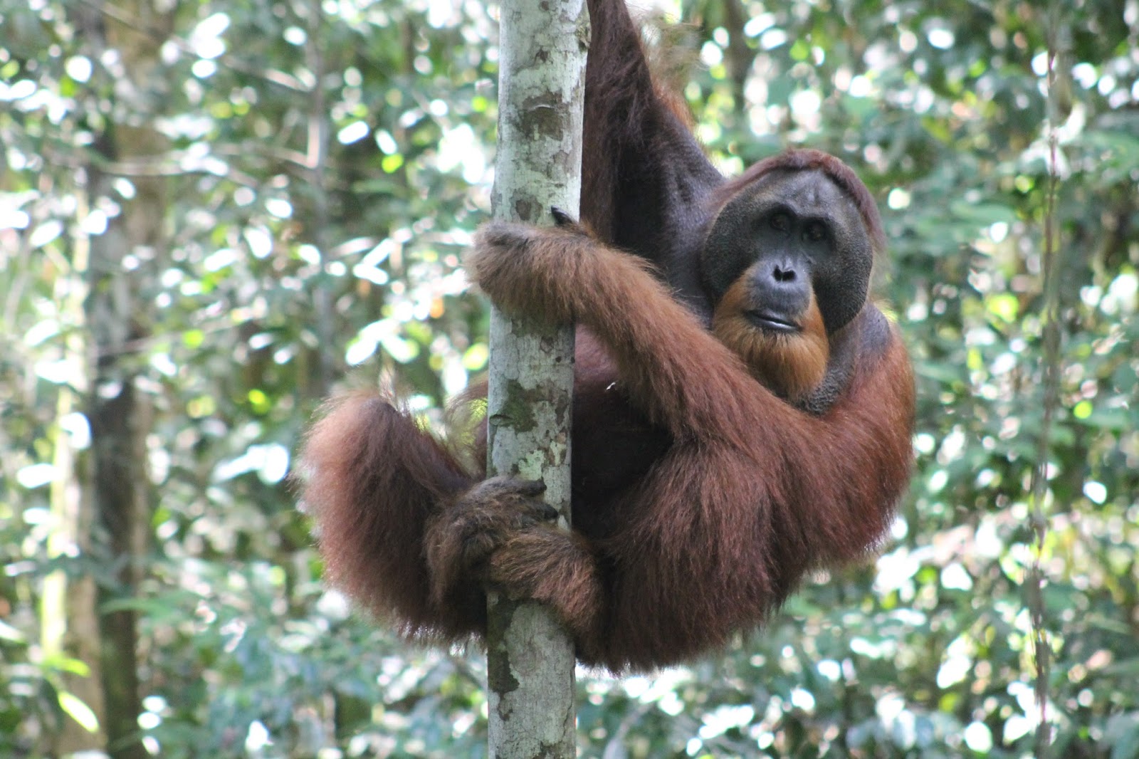 гиббоновые. громогласный гиббон с острова суматра. обезьяна суматранский орангутан. краснодарский гиббон. гиббон на дереве.