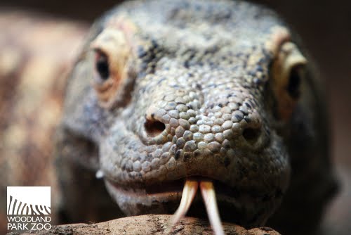 Wonderfully Wild Wednesday: Smell like a Komodo dragon