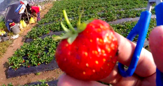 Strawberry Picking At Baguios Strawberry Farm In La Trinidad Exotic