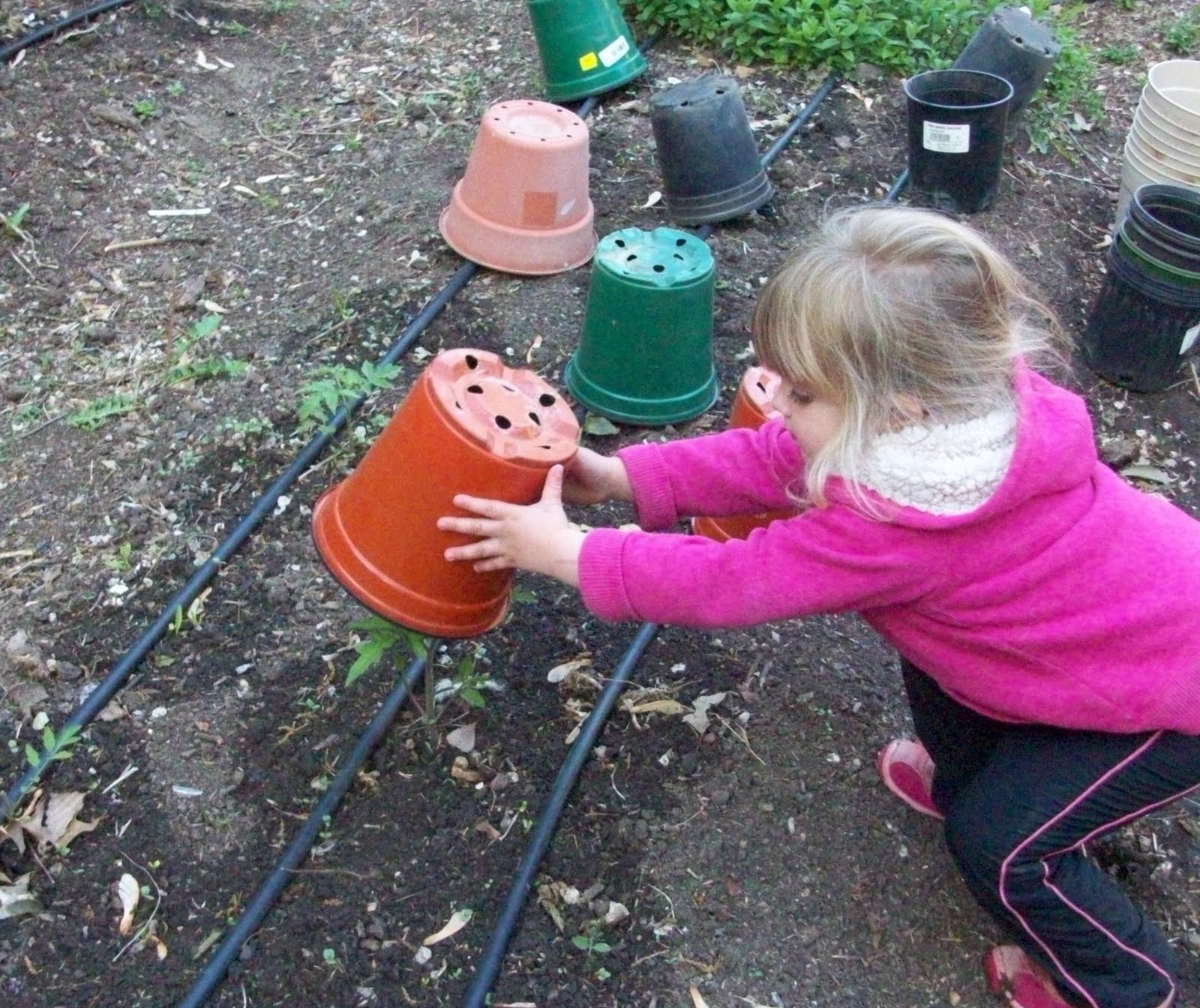 Homestead Roots Covering Plants for Frost