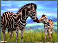 gambar zebra