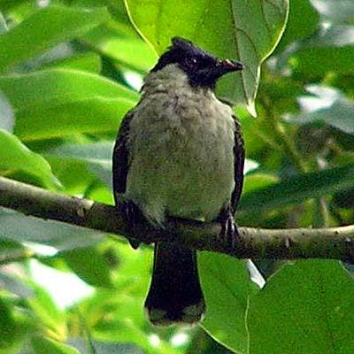 Foto Burung Kutilang Sumatera Terbaik