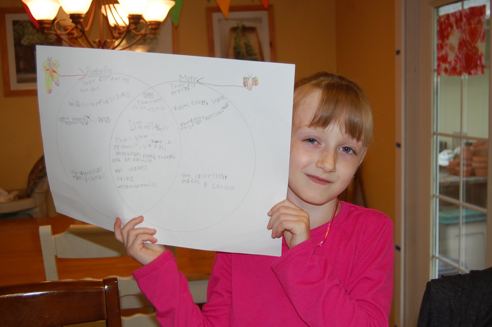 Our Creative Day: Venn Diagram: Butterflies & Moths