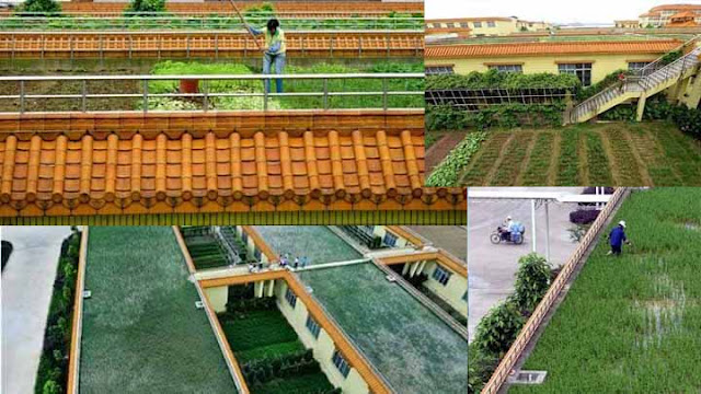 Konsep Pertanian Di Atas Rumah Untuk Mengembangkan Pertanian Yang Lebih Baik