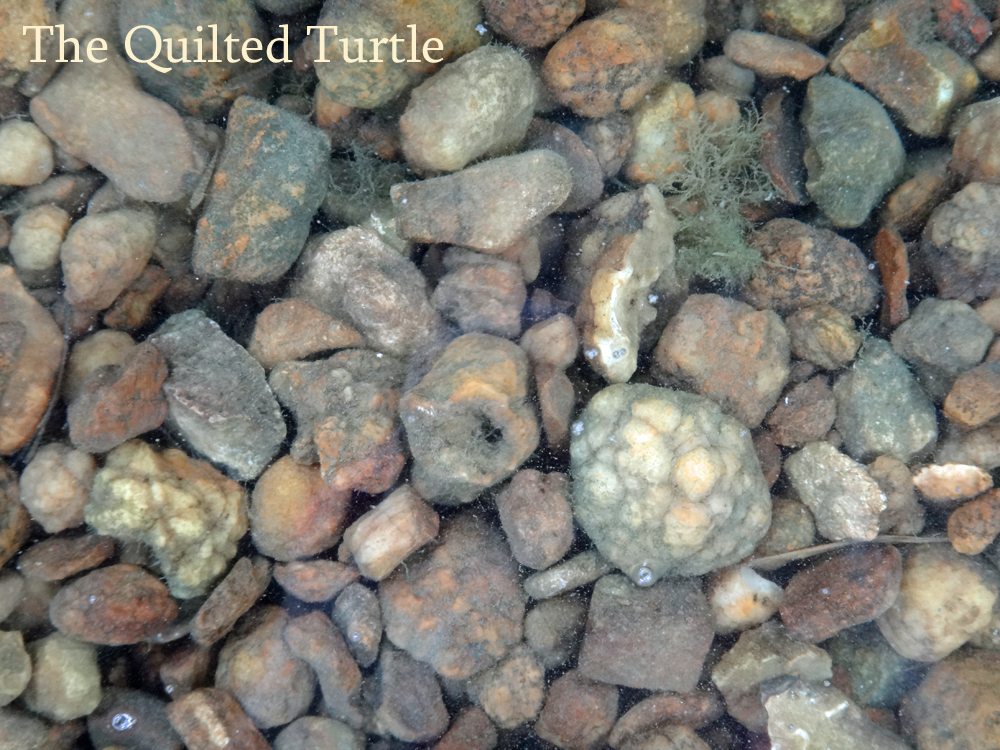 The Quilted Turtle Excursion Geode Hunting