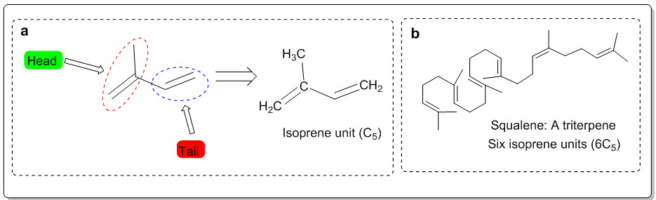 (a) Isoprene unit and (b) triterpene (Squalene)