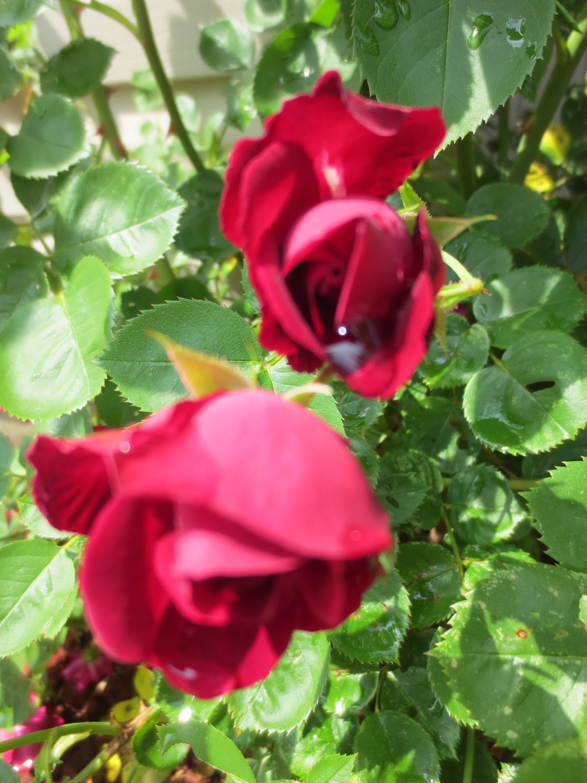 Flower Growing Zones What Type Of Flowers Grow Back Every Year