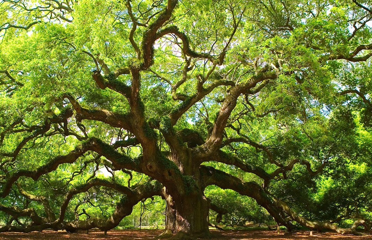 Árbol Ángel en Carolina del Sur, USA. Angel Tree