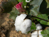 Simply Cotton