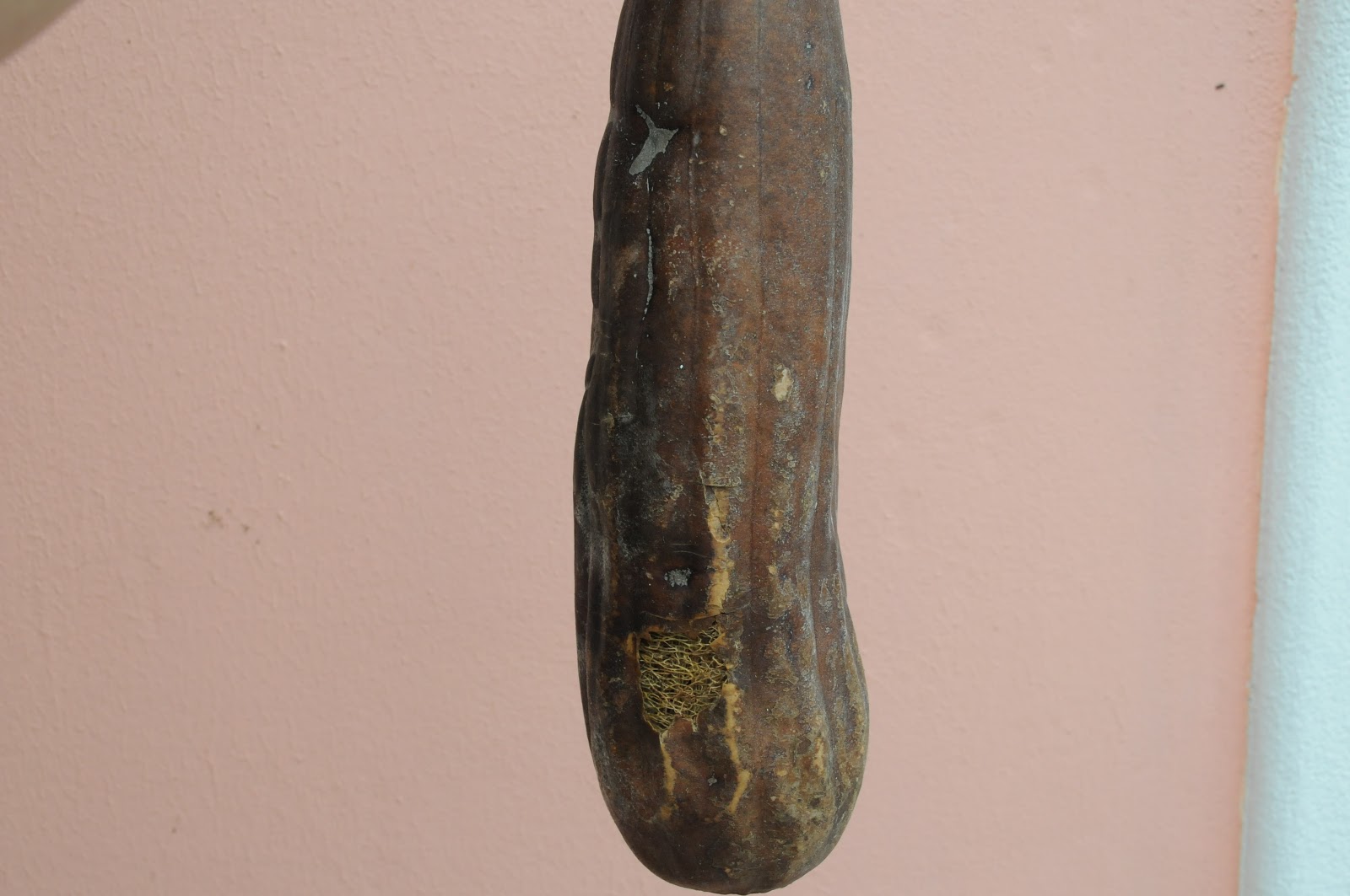 DSC_2440.JPG