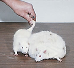 welle s wacky world of psychology psychsim 5 hunger the fat rat