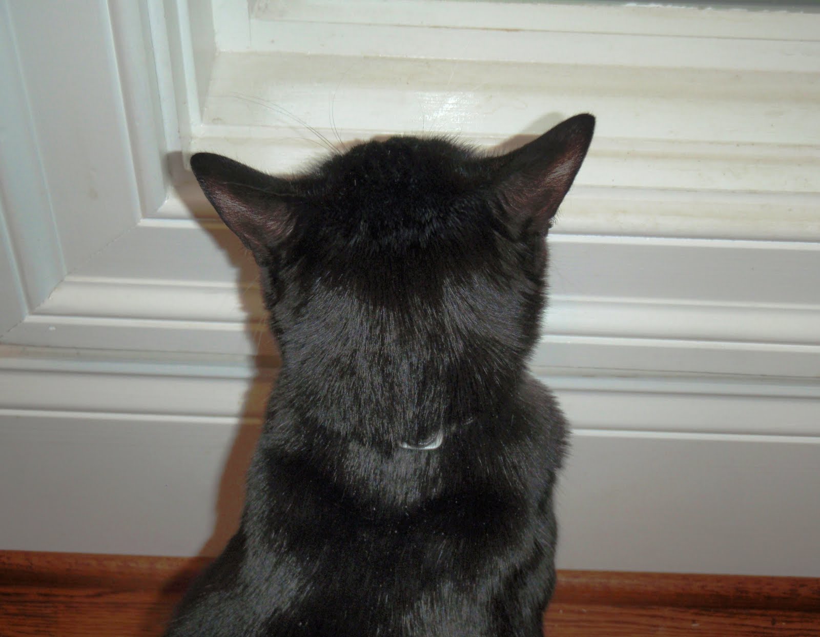 The Chronicles of Cardigan Avian TV for Cats All Birds, All the Time